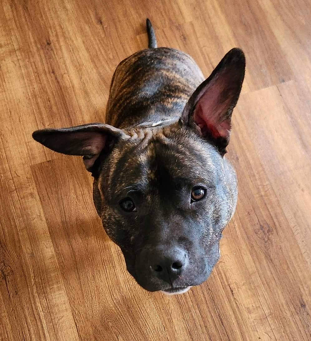 Angel joined the competition — help win amazing prizes! canidae, carnivore, companion_dog, dog, dog_breed, fawn, flooring, guard_dog, hardwood, plank, sculpture, snout, sporting_group, terrestrial_animal, varnish, whiskers, wood, wood_flooring, wood_stain, working_animal