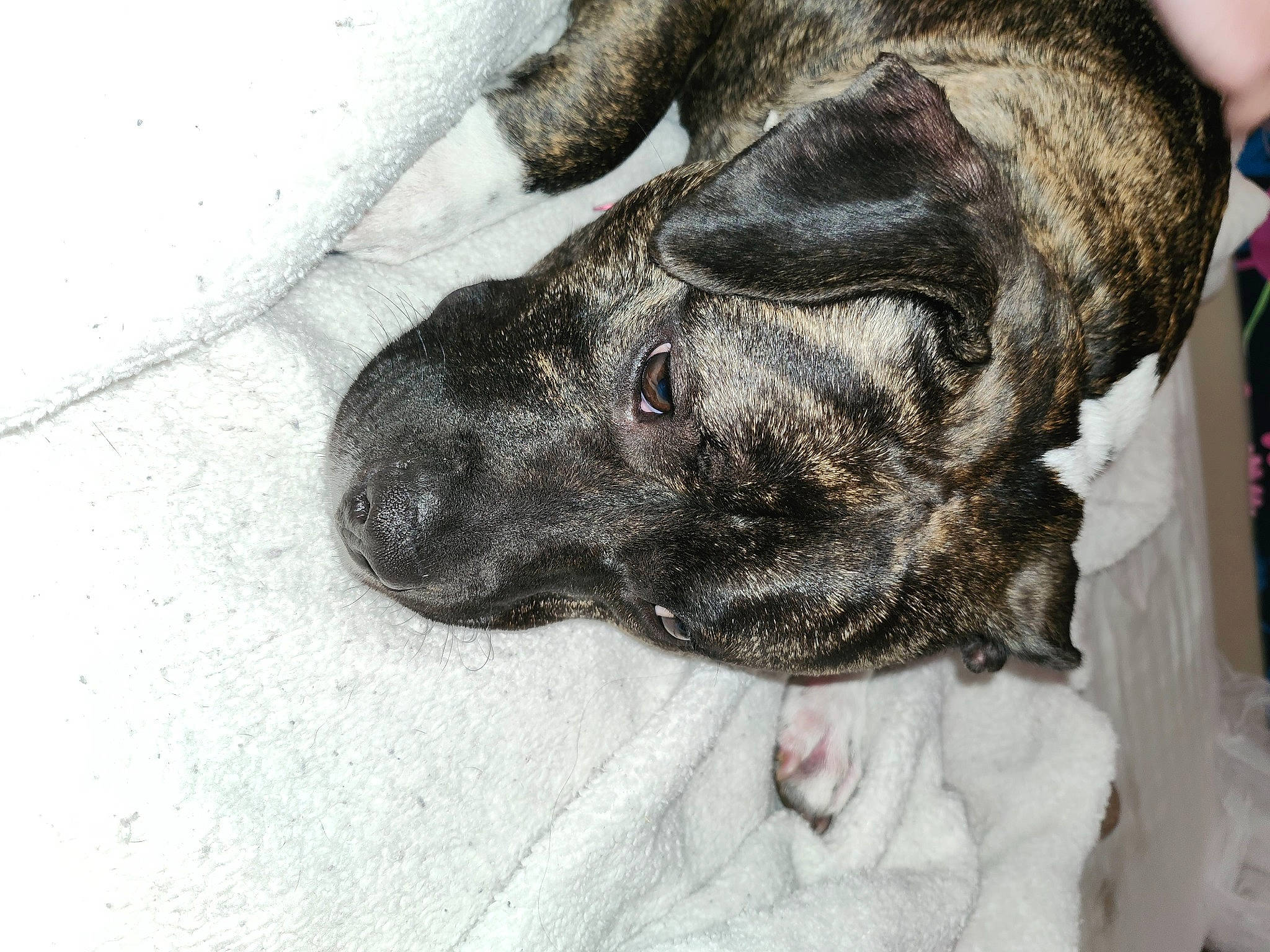 Angel joined the competition — help win amazing prizes! canidae, carnivore, collar, companion_dog, dog, dog_breed, ear, fawn, fur, gesture, great_dane, grey, guard_dog, liver, paw, snout, sporting_group, terrestrial_animal, whiskers, working_animal