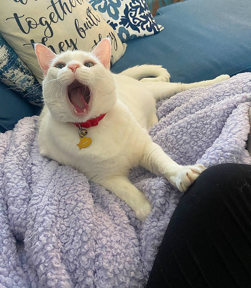 Fatty joined the competition — help win amazing prizes! carnivore, cat, comfort, companion_dog, fang, fawn, felidae, foot, fur, happy, linens, paw, small_to_medium_sized_cats, snout, stuffed_toy, tail, terrestrial_animal, toy, whiskers, yawn