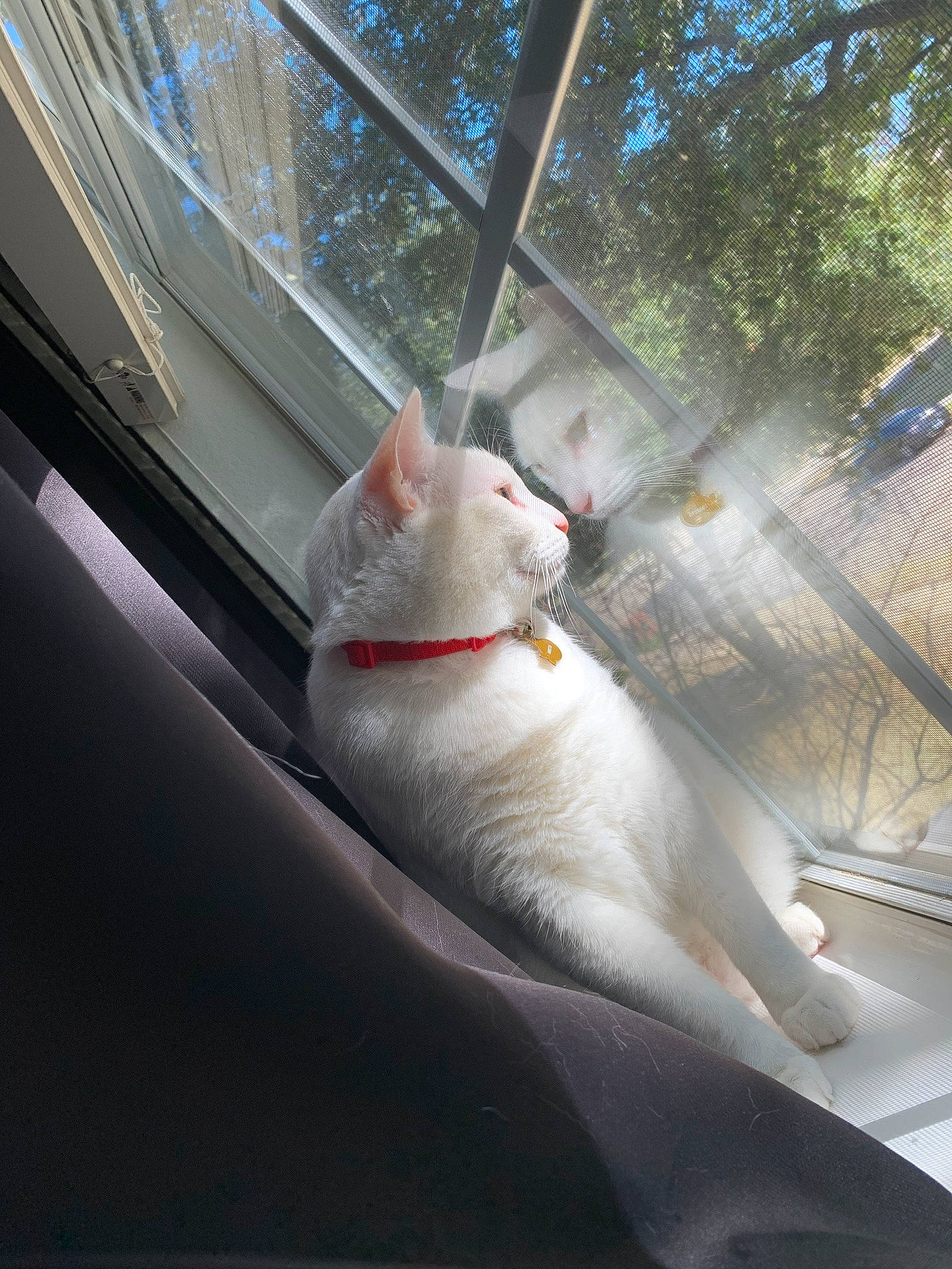 Fatty is registered to the contest to win money with this photo: auto_part, automotive_exterior, automotive_lighting, automotive_window_part, carnivore, cat, fawn, felidae, glass, mammal, shade, small_to_medium_sized_cats, tail, tree, vehicle_door, vertebrate, whiskers, window, windscreen_wiper, windshield