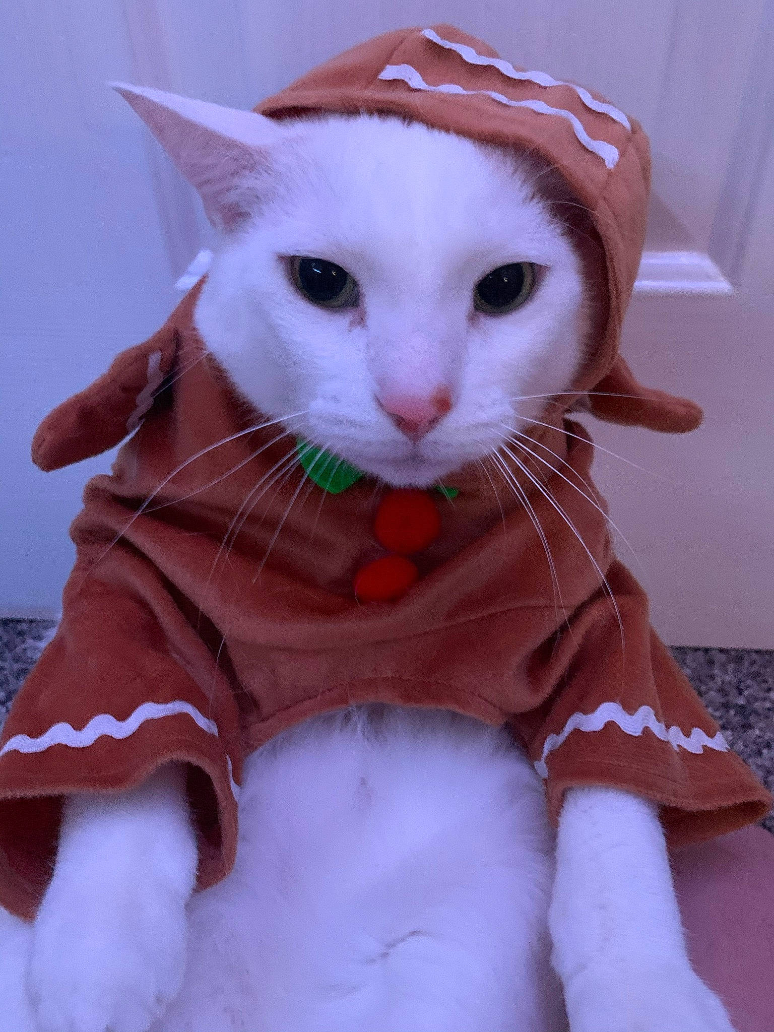 Fatty joined the competition — help win amazing prizes! art, carnivore, cat, claw, collar, comfort, domestic_short_haired_cat, fawn, felidae, fur, pattern, paw, peach, pink, small_to_medium_sized_cats, snout, tail, textile, whiskers, white