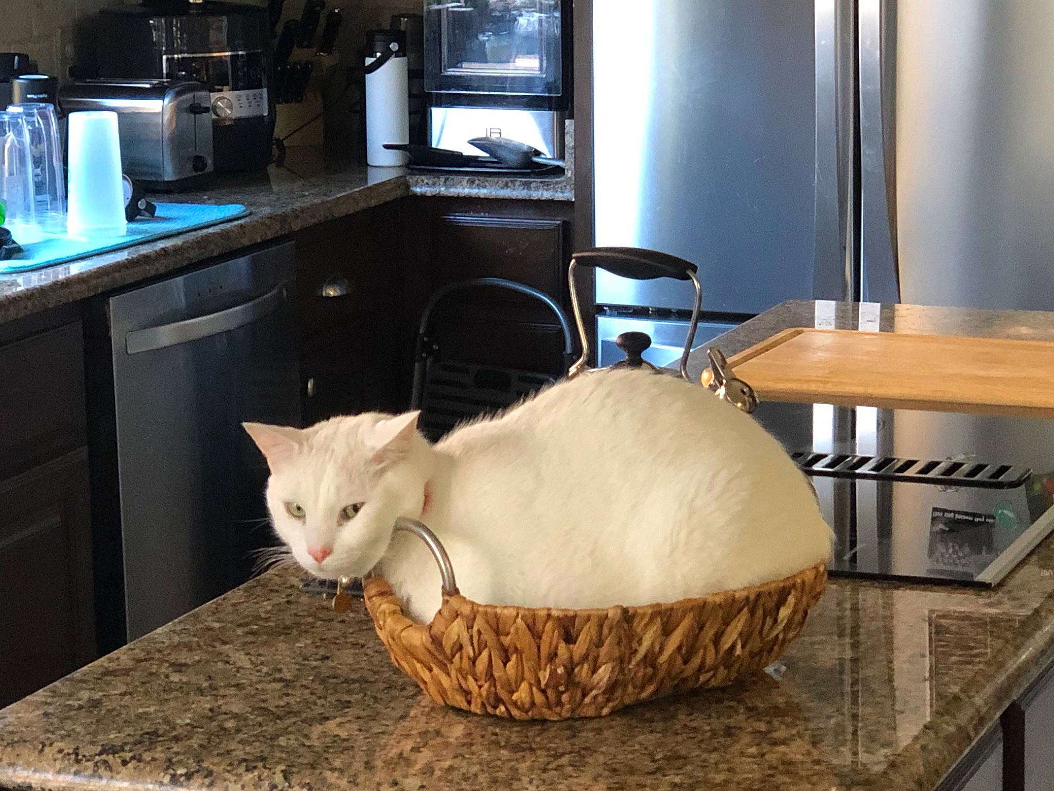 Fatty joined the competition — help win amazing prizes! cabinetry, carnivore, cat, comfort, drawer, fawn, felidae, floor, flooring, hardwood, home_appliance, interior_design, kitchen_appliance, small_to_medium_sized_cats, table, tail, television, television_set, whiskers, wood