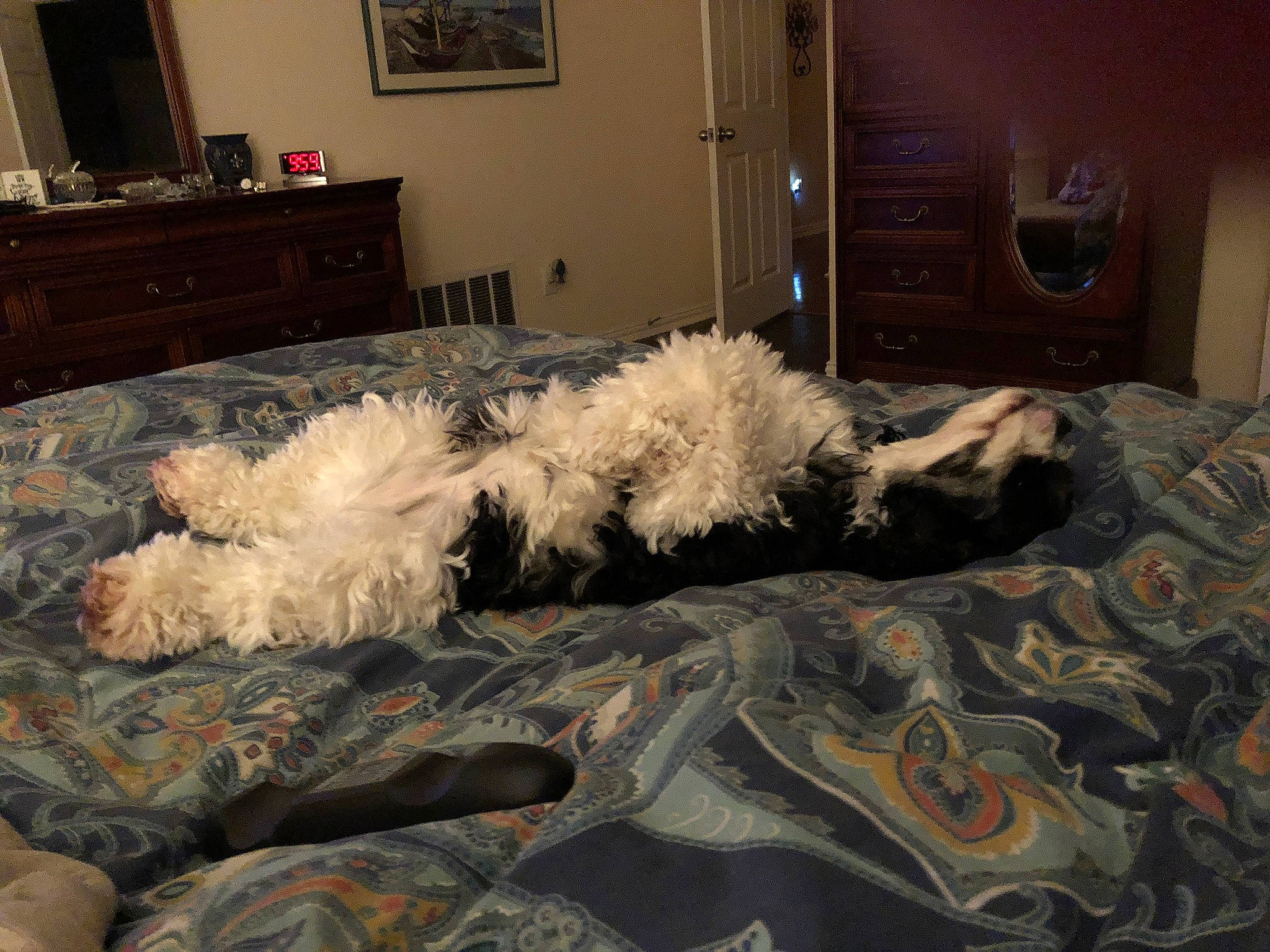 Pepper joined the competition — help win amazing prizes! bed, bed_sheet, bedding, bedroom, cabinetry, chest_of_drawers, comfort, dog, drawer, floor, flooring, fur, grey, hardwood, interior_design, linens, room, television, textile, wood