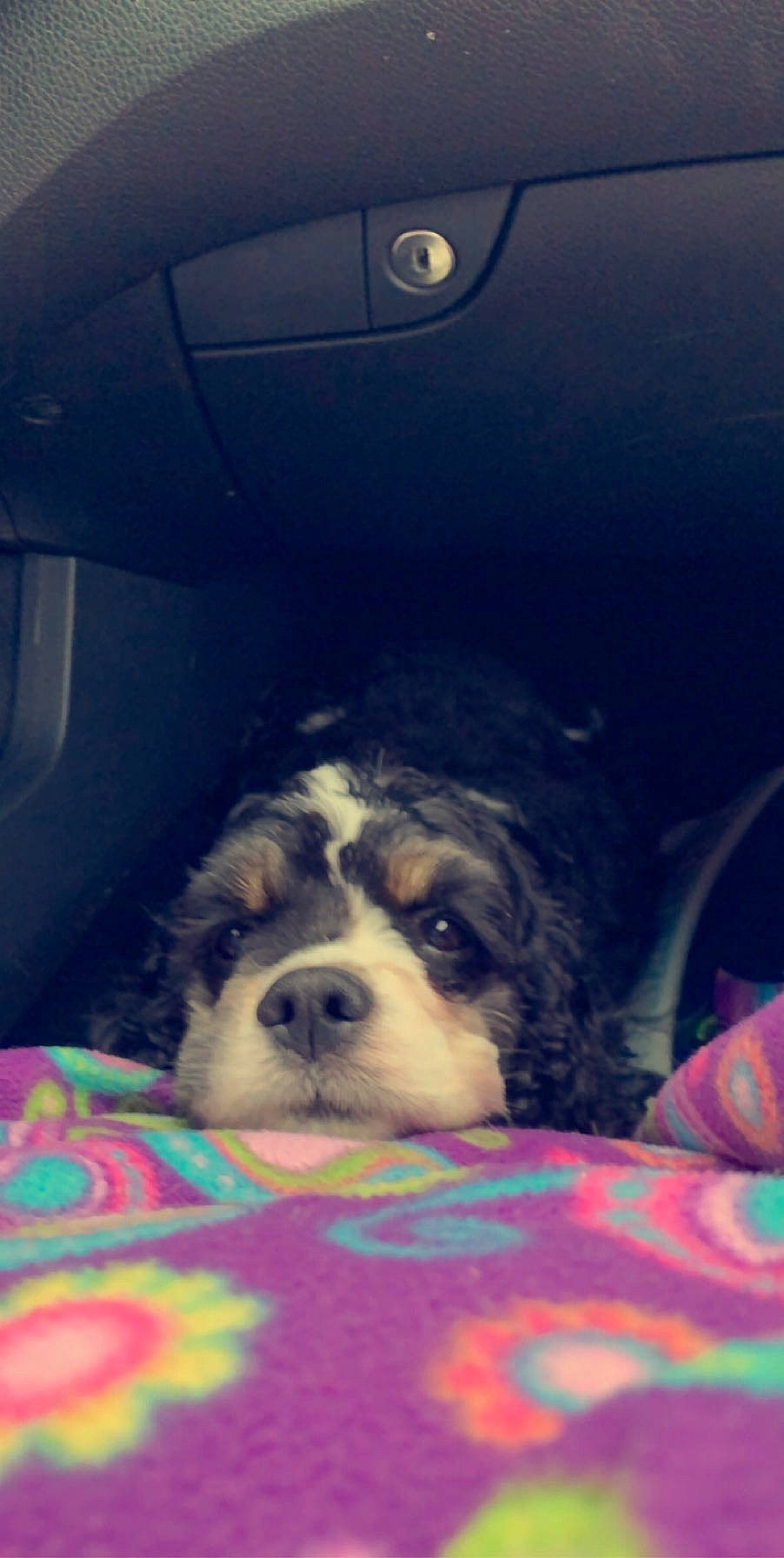 Pepper is registered to the contest to win money with this photo: auto_part, automotive_exterior, canidae, car_seat, car_seat_cover, carnivore, comfort, companion_dog, dog, dog_breed, door, family_car, fur, motor_vehicle, snout, sporting_group, tints_and_shades, vehicle, vehicle_door, working_animal