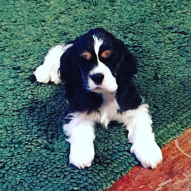 Pepper is registered to the contest to win money with this photo: bored, canidae, carnivore, companion_dog, dog, dog_breed, snout, sporting_group, terrestrial_animal, toy_dog, working_animal, working_dog