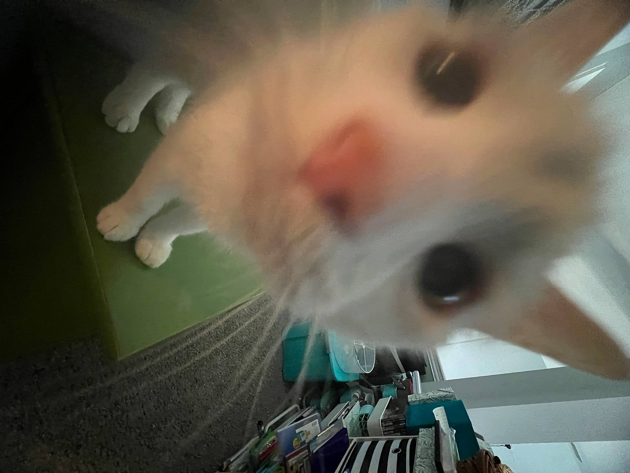 Skinny joined the competition — help win amazing prizes! carnivore, cat, circuit_component, claw, domestic_short_haired_cat, electronic_instrument, eyelash, fawn, felidae, fur, paw, small_to_medium_sized_cats, snout, tail, whiskers