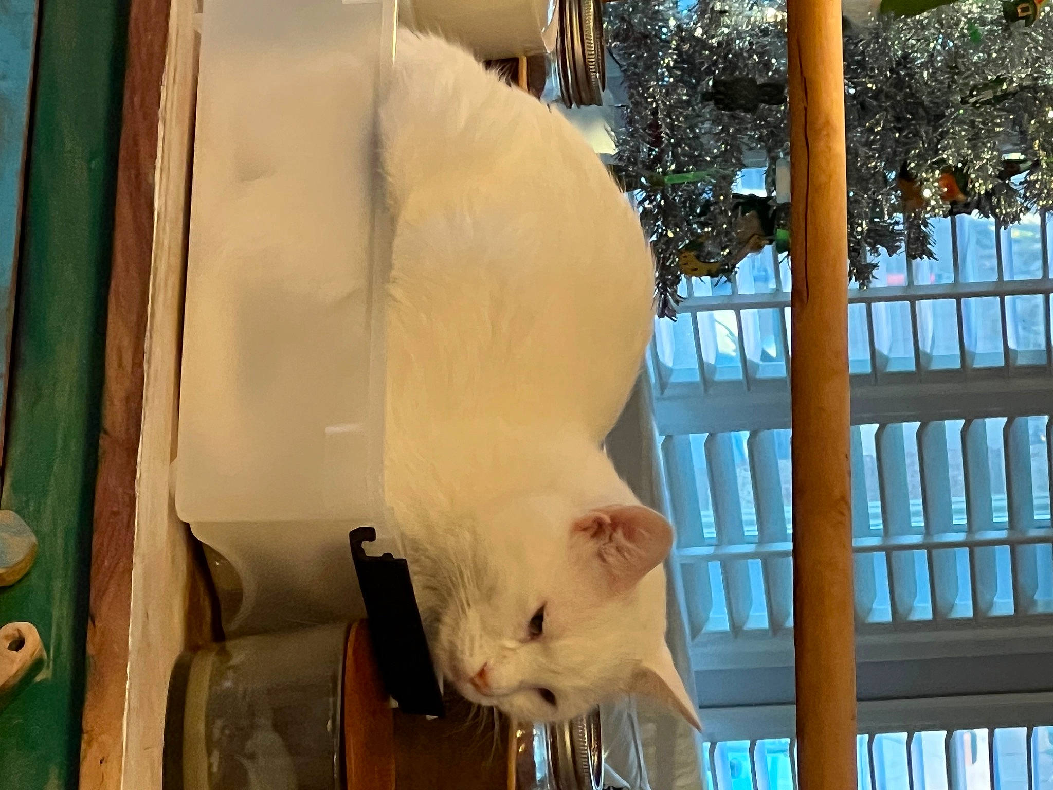 Skinny joined the competition — help win amazing prizes! animal_shelter, cage, carnivore, cat, domestic_short_haired_cat, fawn, felidae, fence, fur, pet_supply, small_to_medium_sized_cats, snout, tail, whiskers, window, winter, wood