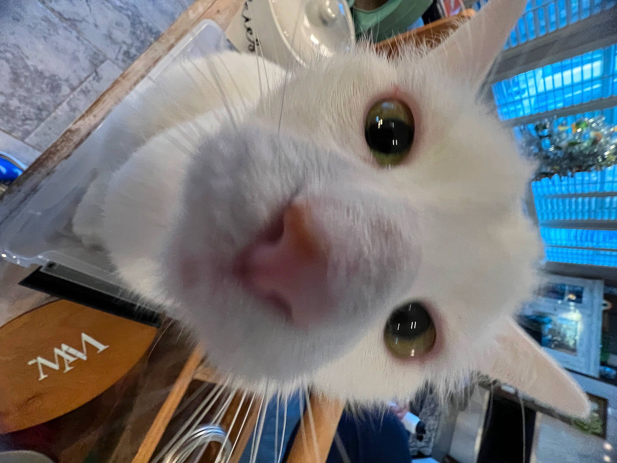 Skinny joined the competition — help win amazing prizes! angora_rabbit, collar, domestic_rabbit, ear, easter_bunny, event, fawn, felidae, fur, hare, natural_material, plush, rabbit, rabbits_and_hares, small_to_medium_sized_cats, snout, stuffed_toy, tail, toy, whiskers