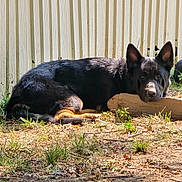 Thor joined the competition — help win amazing prizes! dog, german_shepherd, outdoor, grass, fence, wood, sunlight, resting, animal, pet, canine, nature, calm, lying_down, ear, snout, fur, shadow, ground, quiet