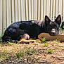dog, german_shepherd, outdoor, grass, fence, wood, sunlight, resting, animal, pet, canine, nature, calm, lying_down, ear, snout, fur, shadow, ground, quiet