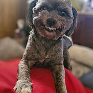 Pebbles joined the competition — help win amazing prizes! dog, pet, small_dog, smiling_dog, toothy_grin, paw, fur, close_up, portrait, red_blanket, blanket, indoor, living_room, bokeh, sofa, couch, cute, playful, looking_at_camera, black_nose