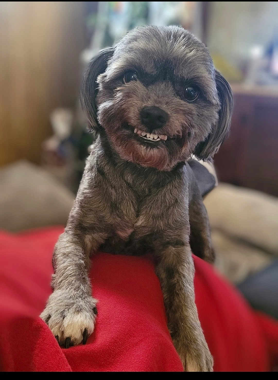 Pebbles joined the competition — help win amazing prizes! dog, pet, small_dog, smiling_dog, toothy_grin, paw, fur, close_up, portrait, red_blanket, blanket, indoor, living_room, bokeh, sofa, couch, cute, playful, looking_at_camera, black_nose