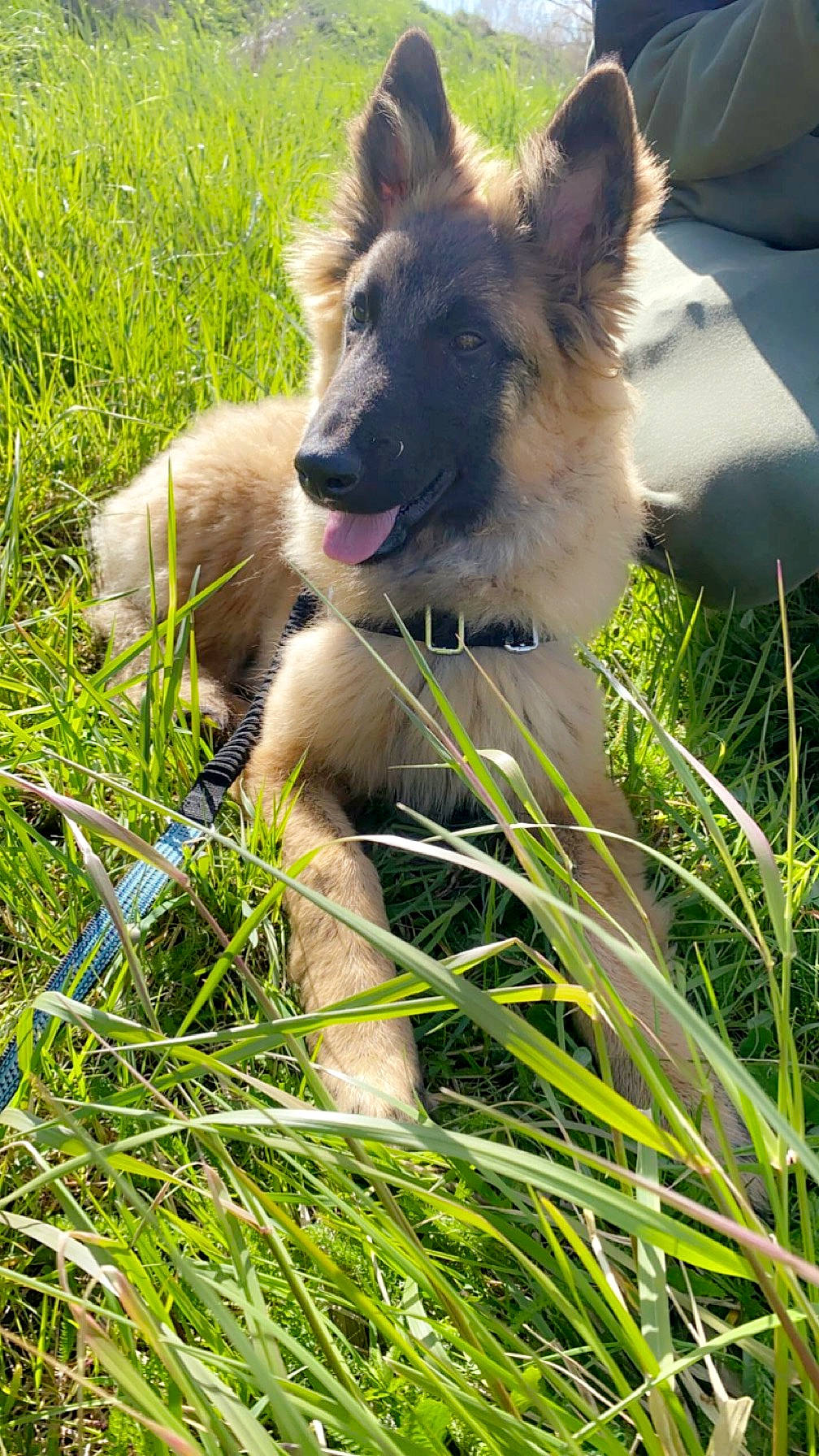 Tommy a rejoint le concours — aidez-le/la à gagner de superbes lots ! ancient_dog_breeds, canis, carnivore, companion_dog, dog, dog_breed, german_shepherd_dog, german_spitz_mittel, grass, grassland, herding_dog, livestock_guardian_dog, non_sporting_group, plant, scotch_collie, spitz, tail, terrestrial_animal, working_animal, working_dog