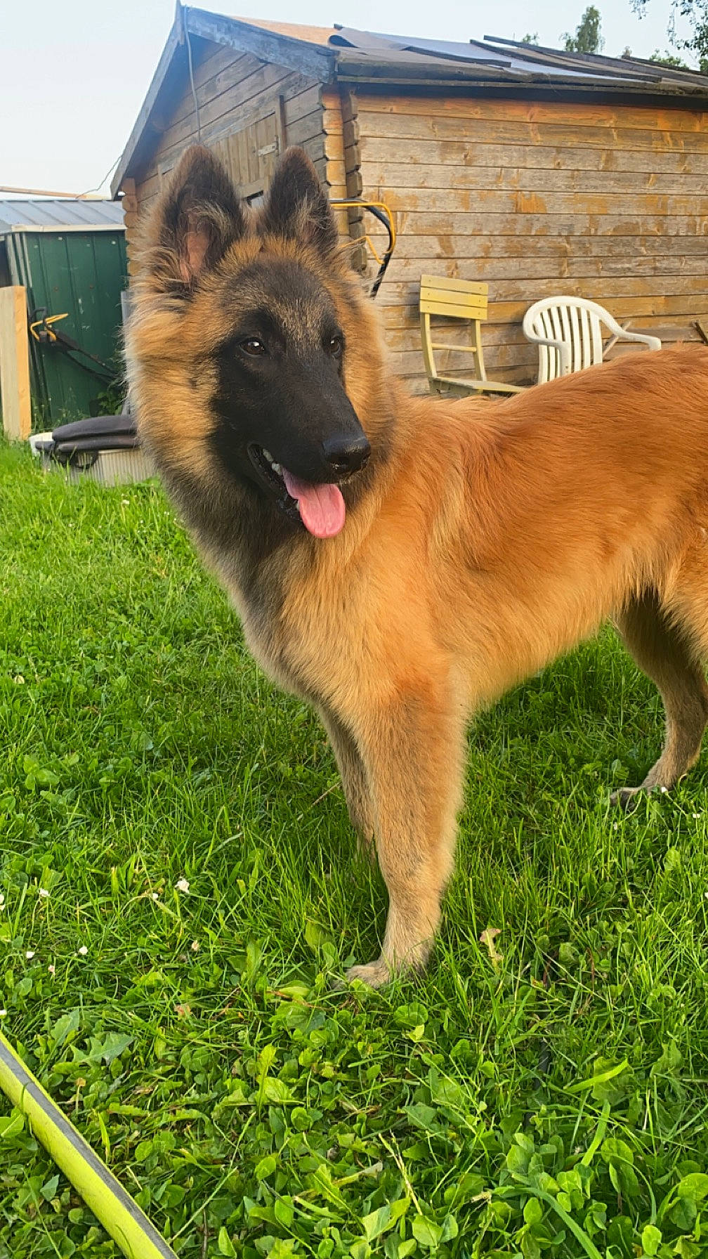 Tommy participe au concours pour gagner de l'argent avec cette photo : belgian_shepherd_malinois, canidae, carnivore, collar, companion_dog, dog, dog_breed, east_european_shepherd, fawn, fur, german_shepherd_dog, grass, herding_dog, king_shepherd, old_german_shepherd_dog, pet_supply, snout, sporting_group, tail, working_animal