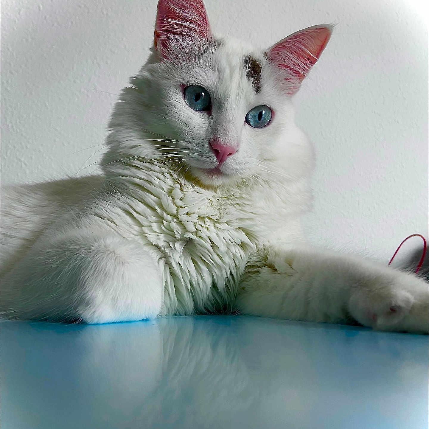 Habibou a rejoint le concours — aidez-le/la à gagner de superbes lots ! abyssinian, angora, animal, cat, computerhardware, doctor, electronics, hardware, hardwood, kitten, manx, mouse, person, pet, siamese, veterinarian, white, wood