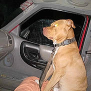 Bently joined the competition — help win amazing prizes! animal, brown_dog, car_interior, collar, dashboard, dog, dog_sitting, door_panel, flash, indoor, leash, leash_strap, night, pet, reflection, seat, seat_cover, side_view, vehicle, window