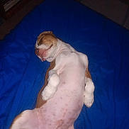 Pooter Scooter joined the competition — help win amazing prizes! animal, belly, blue_blanket, brown_spots, canine, companion, cozy, cute, dog, domestic_animal, fur, indoor, lying_down, nap, pet, puppy, relaxed, resting, sleeping, white_paws