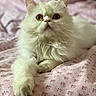 cat, white_cat, fluffy, pet, domestic_cat, animal, feline, bed, blanket, pink, pattern, resting, cute, whiskers, ears, paw, fur, indoor, portrait, closeup