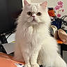cat, fluffy, white_cat, indoor, desk, papers, computer_monitor, flower_wallpaper, pet, animal, sitting, feline, curious, long_hair, whiskers, home, cozy, table, cluttered, domestic