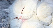 Ted participe au concours pour gagner de l'argent avec cette photo : adorable, animal, blanket, cat, closeup, cozy, cute, feline, fluffy, fur, indoor, paws, pet, pink_nose, relaxation, resting, sleeping, soft, whiskers, white_cat