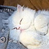 cat, white_cat, sleeping, fluffy, pet, animal, cozy, blanket, soft, cute, fur, closeup, indoor, relaxation, resting, adorable, whiskers, pink_nose, paws, feline