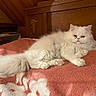 cat, white_cat, fluffy, pet, indoor, bed, blanket, furniture, wood, pink, cozy, resting, animal, cute, fur, domestic, relaxed, portrait, home, sleepy