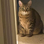 Chole is registered to the contest to win money with this photo: cat, tabby_cat, pet, indoor, carpet, doorway, animal, feline, sitting, fur, striped, whiskers, ears, mammal, domestic_animal, looking, curious, quiet, home, shadow