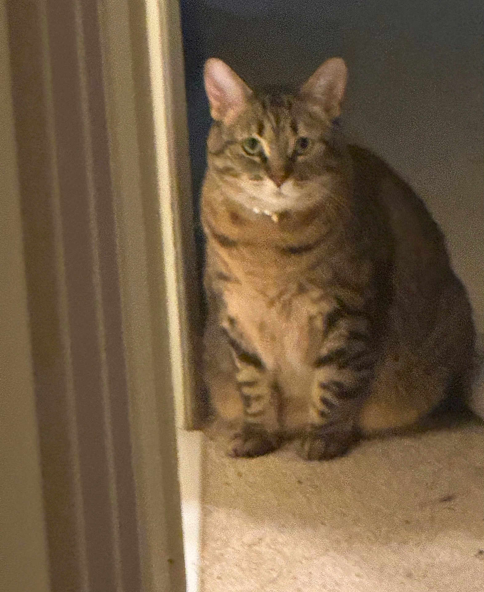 Chole is registered to the contest to win money with this photo: cat, tabby_cat, pet, indoor, carpet, doorway, animal, feline, sitting, fur, striped, whiskers, ears, mammal, domestic_animal, looking, curious, quiet, home, shadow