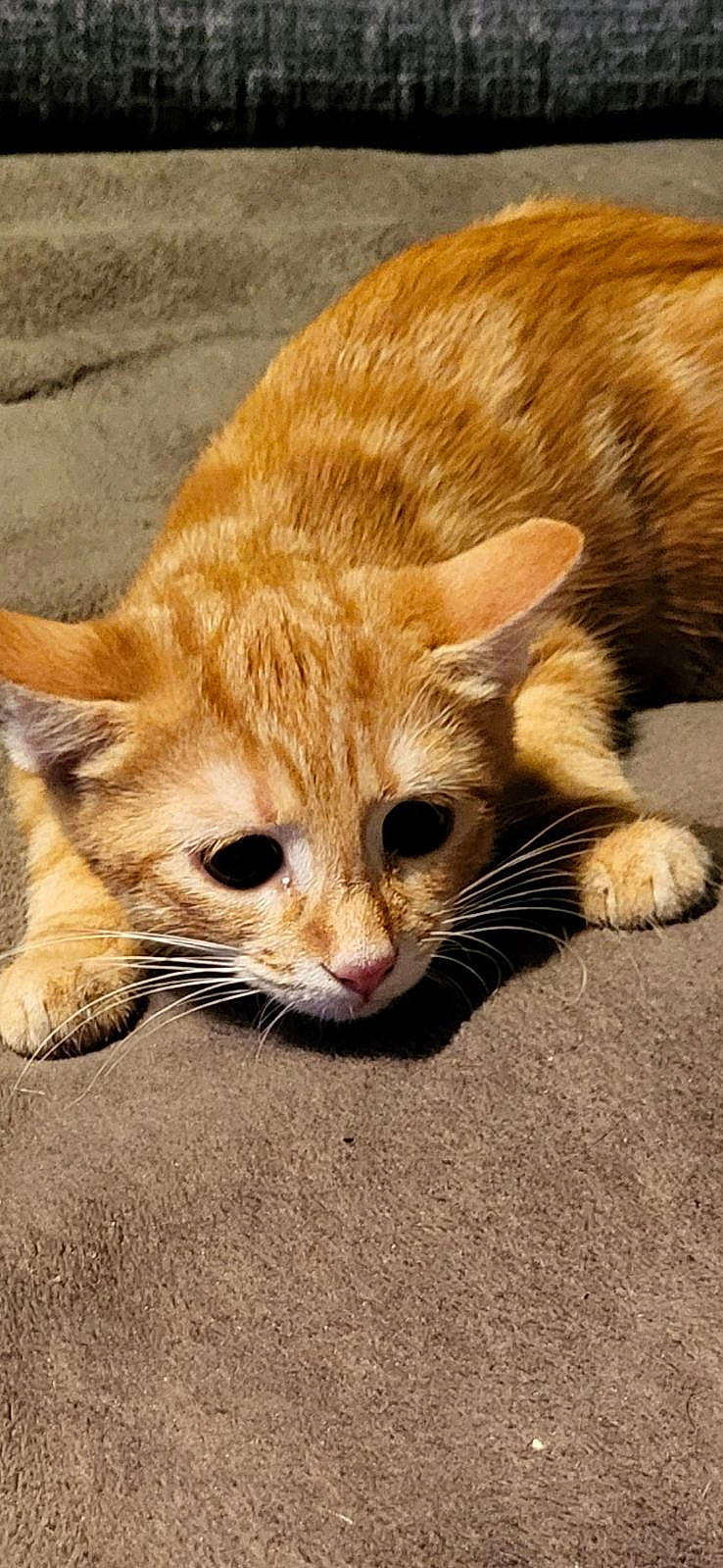 Pumkine a rejoint le concours — aidez-le/la à gagner de superbes lots ! canidae, carnivore, cat, claw, comfort, domestic_short_haired_cat, eye, fawn, felidae, fur, nap, paw, small_to_medium_sized_cats, snout, tail, terrestrial_animal, vertebrate, whiskers, wildlife