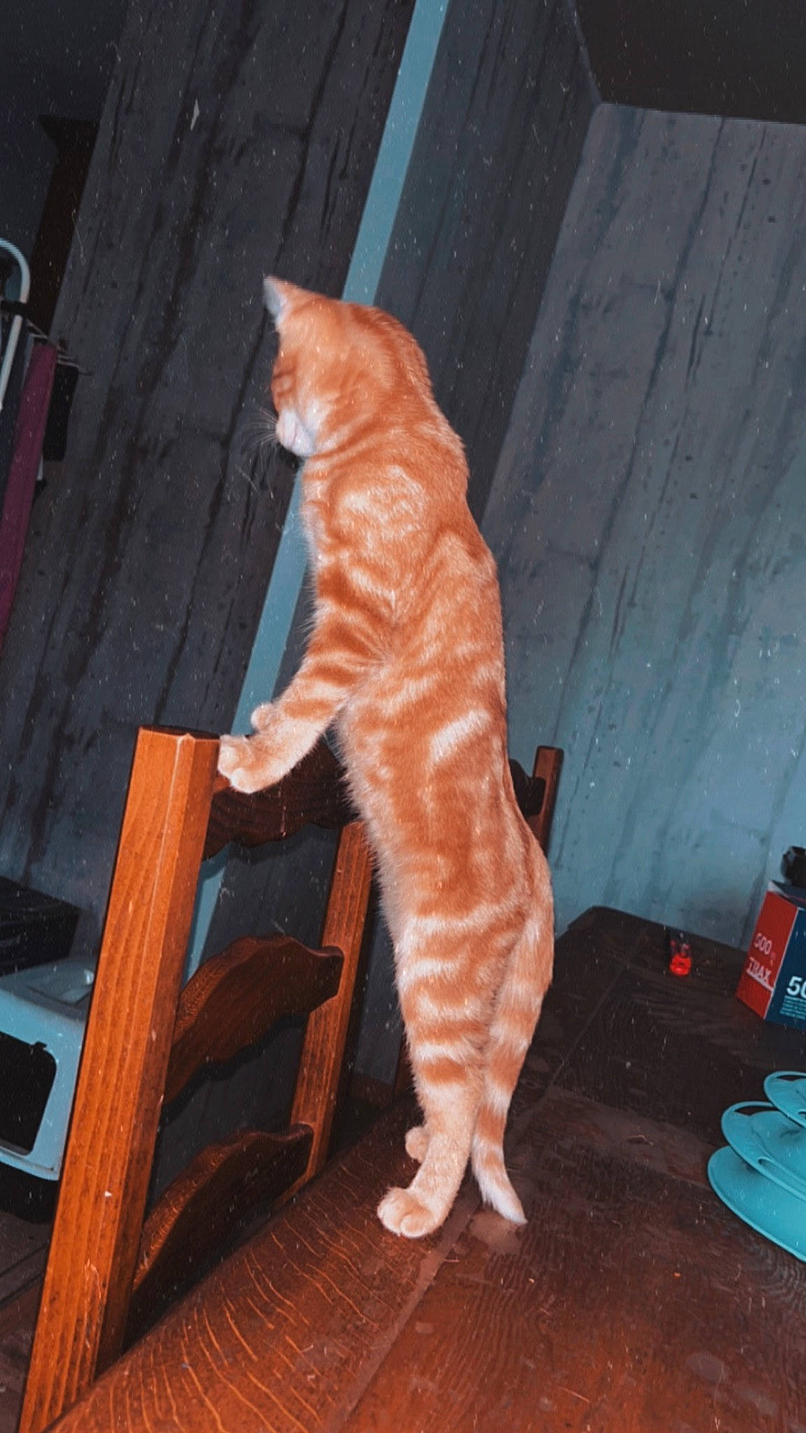 Pumkine participe au concours pour gagner de l'argent avec cette photo : carmine, carnivore, cat, claw, domestic_short_haired_cat, fawn, felidae, flooring, fur, hardwood, human_leg, orange, peach, room, small_to_medium_sized_cats, tail, varnish, whiskers, wood, wood_stain