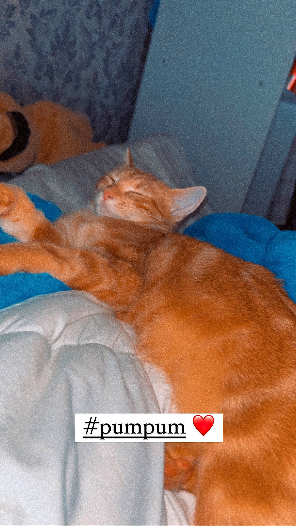 Pumkine a rejoint le concours — aidez-le/la à gagner de superbes lots ! bed, canidae, carnivore, cat, comfort, companion_dog, dog_breed, domestic_short_haired_cat, fawn, felidae, fur, linens, liver, nap, paw, peach, room, small_to_medium_sized_cats, tail, whiskers