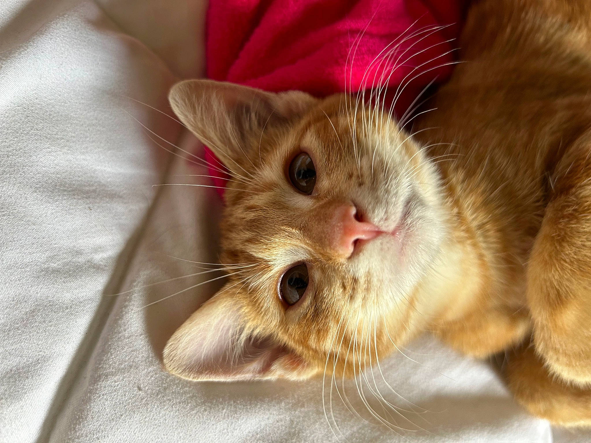 Pumkine participe au concours pour gagner de l'argent avec cette photo : carnivore, cat, claw, comfort, domestic_short_haired_cat, ear, fawn, felidae, fur, paw, small_to_medium_sized_cats, snout, whiskers