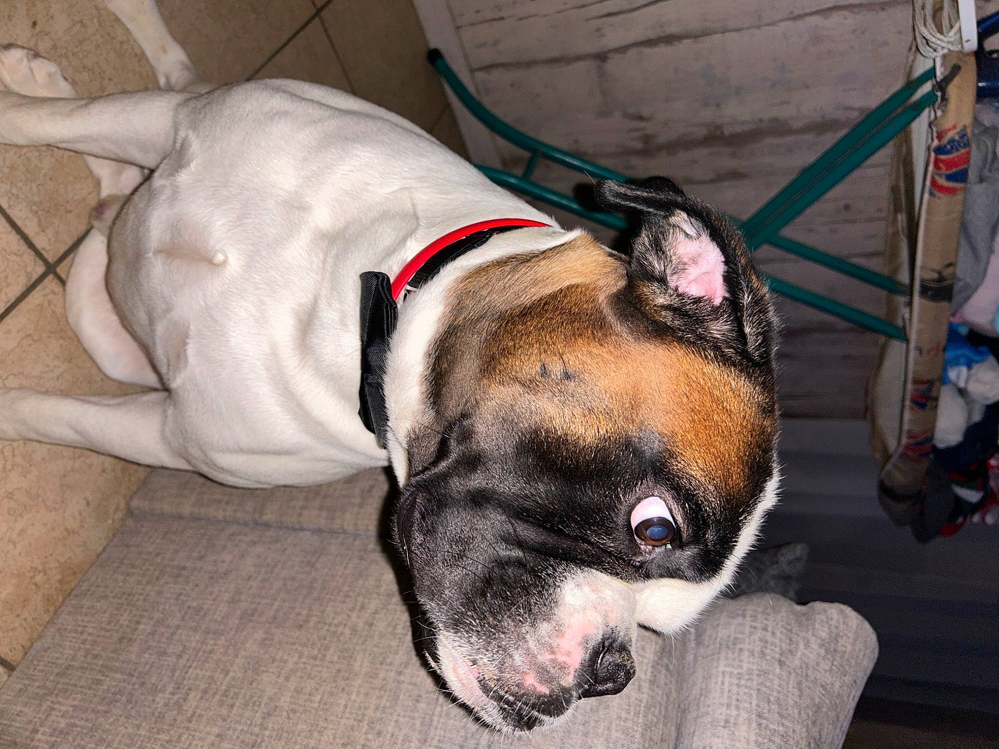 Simba a rejoint le concours — aidez-le/la à gagner de superbes lots ! canidae, carnivore, collar, companion_dog, dog, dog_breed, dog_collar, dog_supply, fawn, fur, guard_dog, leash, molosser, non_sporting_group, pet_supply, snout, sporting_group, whiskers, working_animal, working_dog