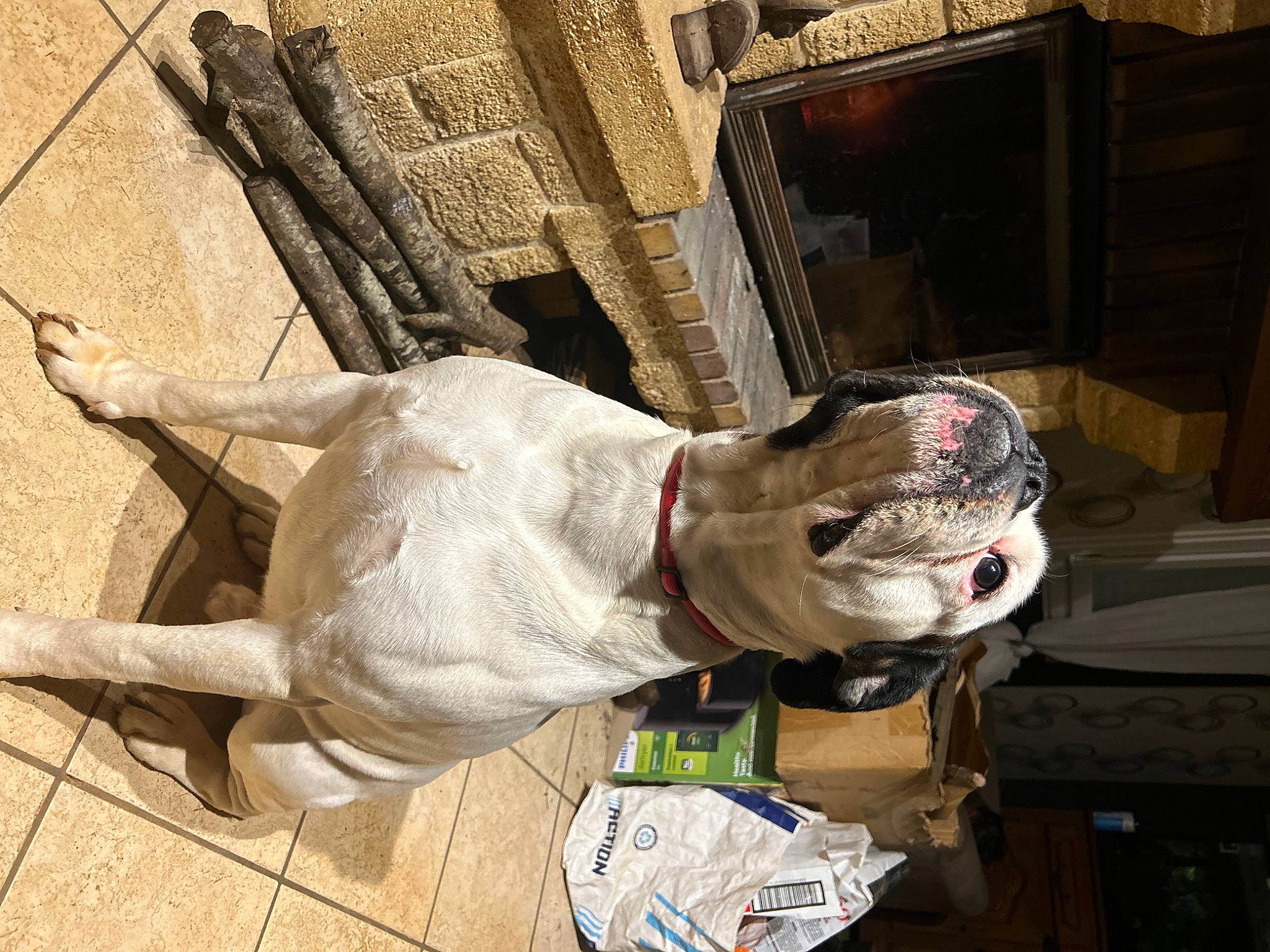 Simba participe au concours pour gagner de l'argent avec cette photo : art, carmine, personal_protective_equipment, sculpture, snout, sporting_group, wood