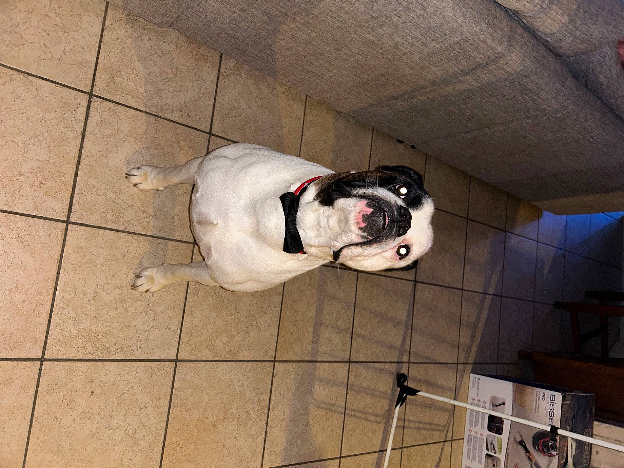 Simba participe au concours pour gagner de l'argent avec cette photo : carmine, carnivore, collar, companion_dog, dog, dog_breed, dog_collar, dog_supply, fawn, floor, flooring, leash, personal_protective_equipment, pet_supply, snout, sporting_group, sportswear, tail, wood, working_animal