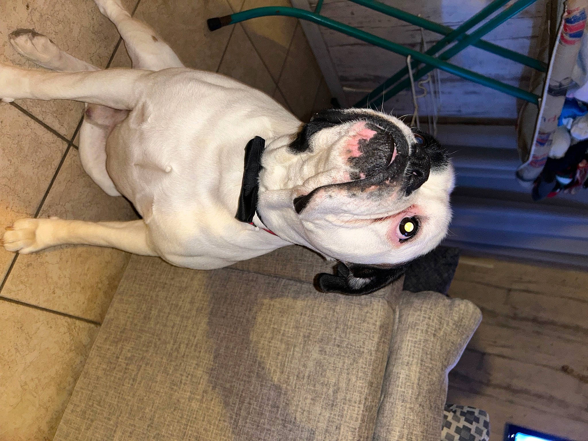 Simba participe au concours pour gagner de l'argent avec cette photo : canidae, carnivore, collar, companion_dog, dog, dog_breed, dog_collar, dog_supply, eyewear, fawn, flooring, fur, head, leash, non_sporting_group, snout, sporting_group, tail, working_animal, working_dog