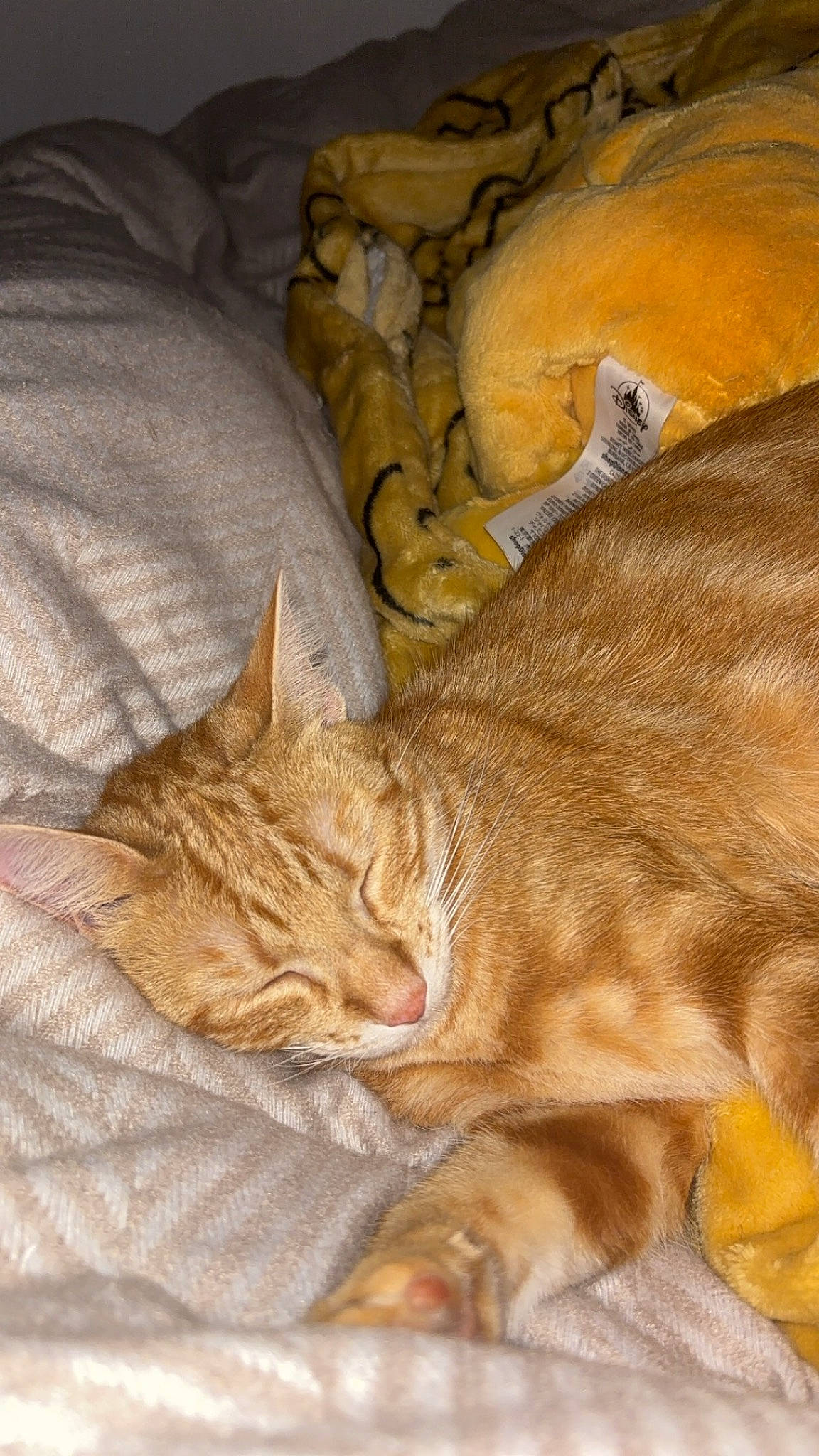 Pumkine a rejoint le concours — aidez-le/la à gagner de superbes lots ! carnivore, cat, claw, comfort, domestic_short_haired_cat, fawn, felidae, fur, linens, nap, paw, sleep, small_to_medium_sized_cats, snout, tail, terrestrial_animal, whiskers, wood, wrinkle