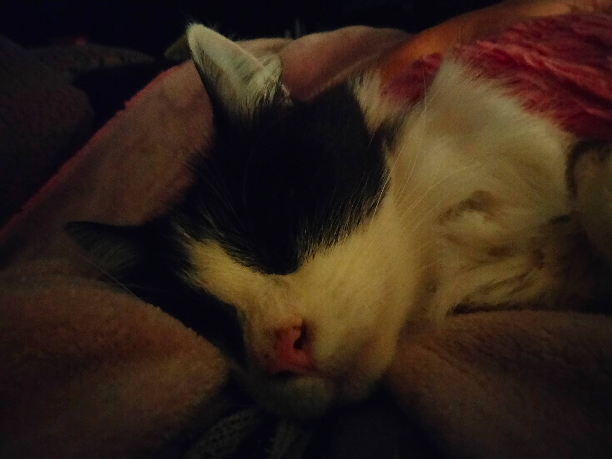 Cleopatra joined the competition — help win amazing prizes! bedtime, canidae, carnivore, cat, cloud, comfort, companion_dog, darkness, dog_breed, domestic_short_haired_cat, felidae, foot, fur, meteorological_phenomenon, paw, sky, small_to_medium_sized_cats, tail, tints_and_shades, whiskers