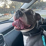 Zeus joined the competition — help win amazing prizes! black_collar, canine, car, collar, dashboard, daytime, dog, excited, gray_dog, happy, inside, leash, nature_outside, panting, pet, seat, sunset, tongue, vehicle, window