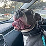 black_collar, canine, car, collar, dashboard, daytime, dog, excited, gray_dog, happy, inside, leash, nature_outside, panting, pet, seat, sunset, tongue, vehicle, window