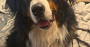 Bruno joined the competition — help win amazing prizes! bernesemountaindog, dog, pet, indoor, bed, blanket, fur, black, brown, white, cute, animal, lookingup, happy, fluffy, portrait, cozy, curtains, home, canine