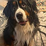 bernesemountaindog, dog, pet, indoor, bed, blanket, fur, black, brown, white, cute, animal, lookingup, happy, fluffy, portrait, cozy, curtains, home, canine