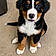 Bruno
