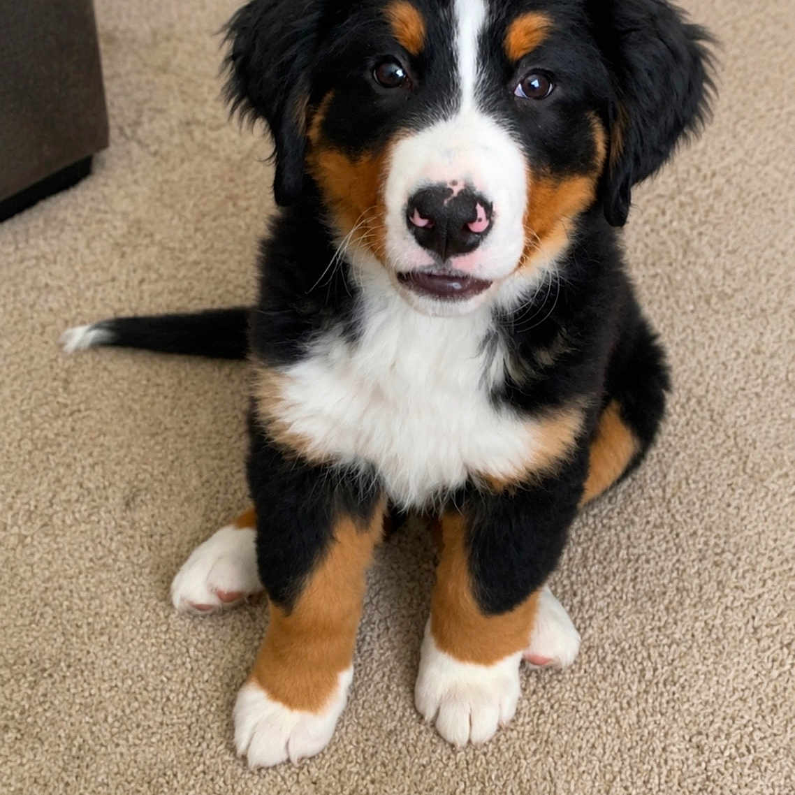 Bruno joined the competition — help win amazing prizes! bernese_mountain_dog, puppy, dog, pet, animal, carpet, indoor, cute, fur, black, white, brown, sitting, looking_up, young, fluffy, nose, ears, paws, adorable