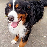Bruno is registered to the contest to win money with this photo: dog, bernese_mountain_dog, animal, pet, canine, outdoor, pavement, tongue_out, black_fur, white_fur, brown_fur, happy, friendly, large_dog, fur, standing, vehicle, trailer, recreational_vehicle, companion