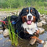Bruno joined the competition — help win amazing prizes! dog, bernese_mountain_dog, water, rocks, nature, outdoor, grass, stream, tongue_out, happy, pet, canine, reflection, forest, summer, animal, playful, leash, wet, muzzle