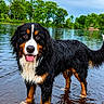 Bruno joined the competition — help win amazing prizes! dog, bernese_mountain_dog, water, lake, wet, outdoor, nature, trees, greenery, tongue_out, canine, animal, pets, summer, sky, reflection, standing, playful, fur, landscape