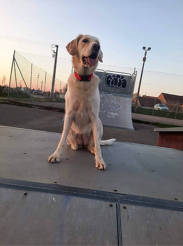 Aida a rejoint le concours — aidez-le/la à gagner de superbes lots ! canidae, carnivore, collar, companion_dog, dog, dog_breed, dog_collar, fawn, gun_dog, leash, sky, sporting_group, tail, working_animal, working_dog