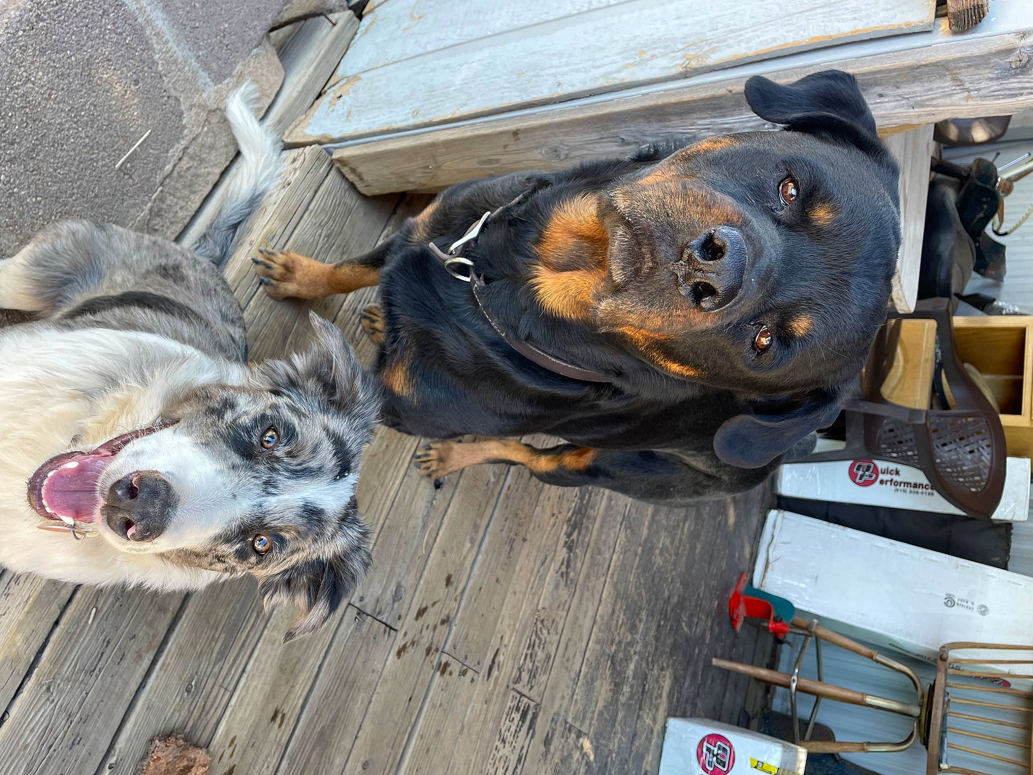 Cash joined the competition — help win amazing prizes! auto_part, automotive_tire, canidae, carnivore, claw, collar, companion_dog, dog, dog_breed, dog_supply, fawn, fur, mammal, paw, snout, sporting_group, terrestrial_animal, whiskers, wood, working_animal