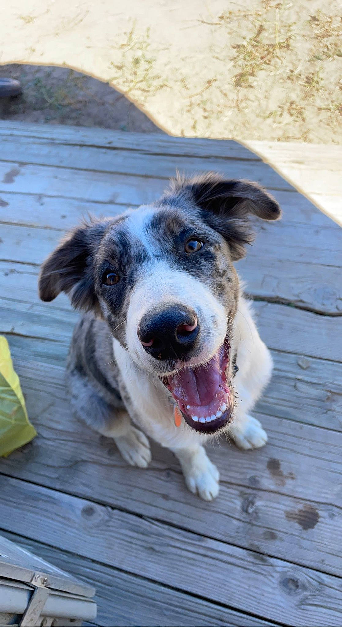 Cash is registered to the contest to win money with this photo: canidae, carnivore, collar, companion_dog, dog, dog_breed, dog_collar, fang, plant, snout, sporting_group, whiskers, wood, working_animal, working_dog